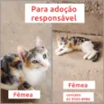 Gato raça SRD-ViraLata idade 7 a 11 meses nome Não tem nome 