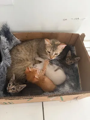 Gato raça SRD-ViraLata idade Abaixo de 2 meses nome Gatinho