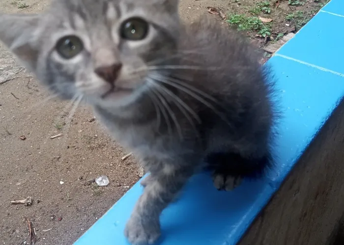 Gato raça Angorá idade 2 a 6 meses nome Não tem nome 