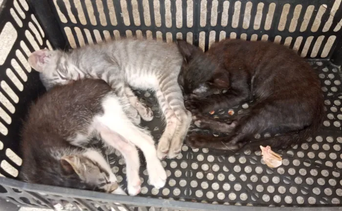 Gato raça Angorá idade 2 a 6 meses nome Não tem nome 