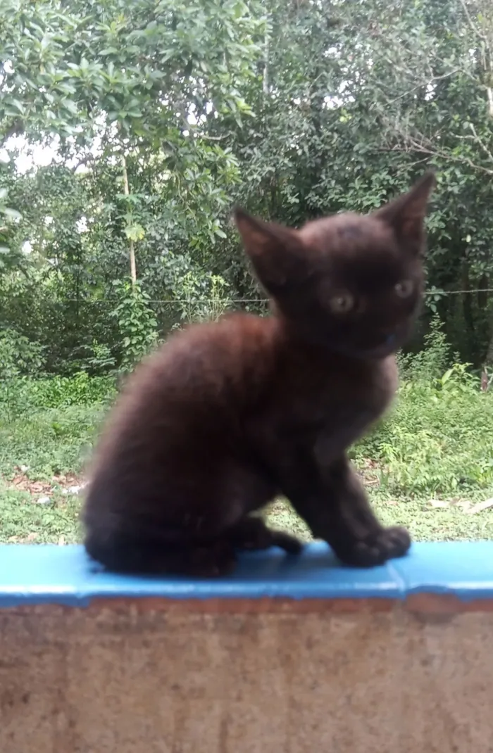 Gato raça Angorá idade 2 a 6 meses nome Não tem nome 
