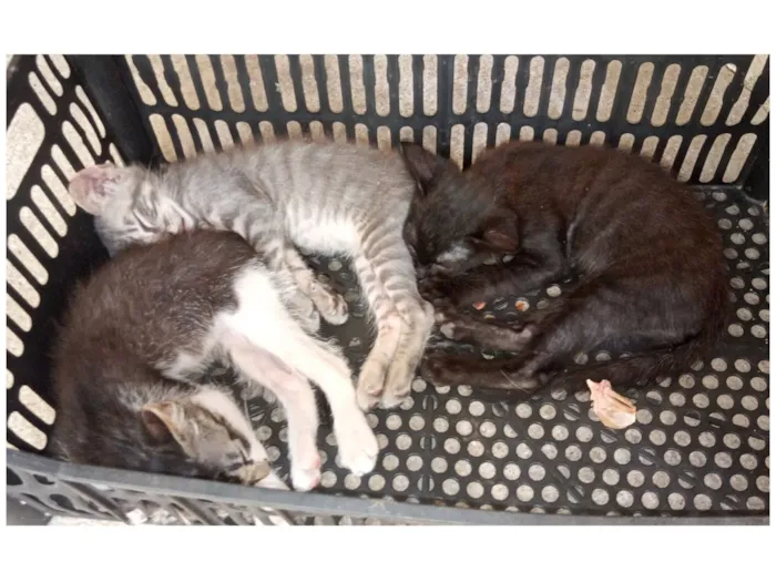 Gato raça Angorá idade 2 a 6 meses nome Não tem nome 