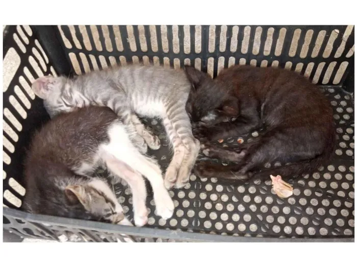 Gato raça Angorá idade 2 a 6 meses nome Não tem nome 