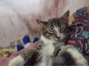 Gato raça SRD-ViraLata idade 7 a 11 meses nome Ketnep 