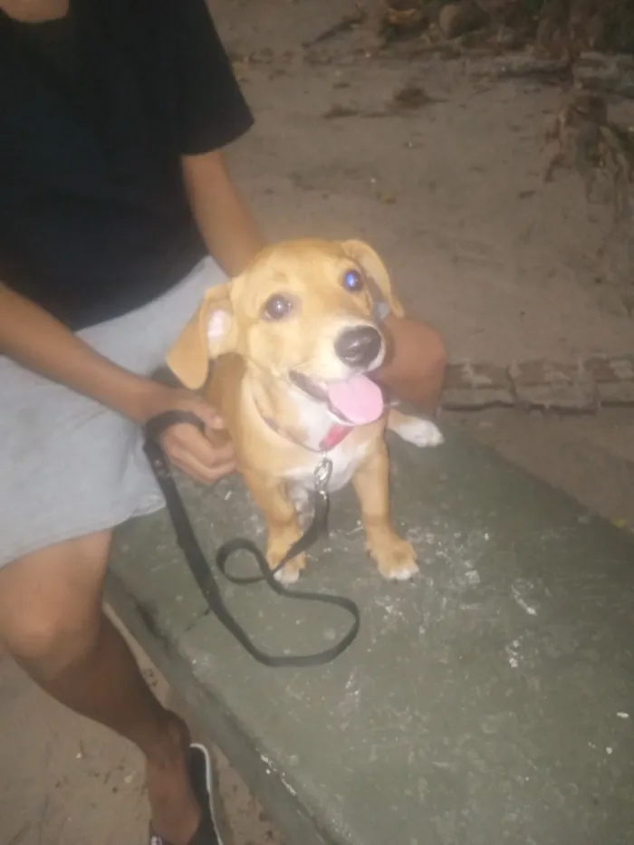 Cachorro raça SRD-ViraLata idade 2 a 6 meses nome Max