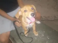 Cachorro raça SRD-ViraLata idade 2 a 6 meses nome Max