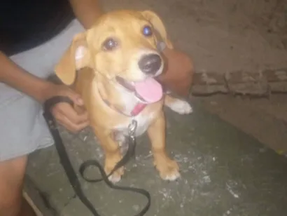 Cachorro raça SRD-ViraLata idade 2 a 6 meses nome Max