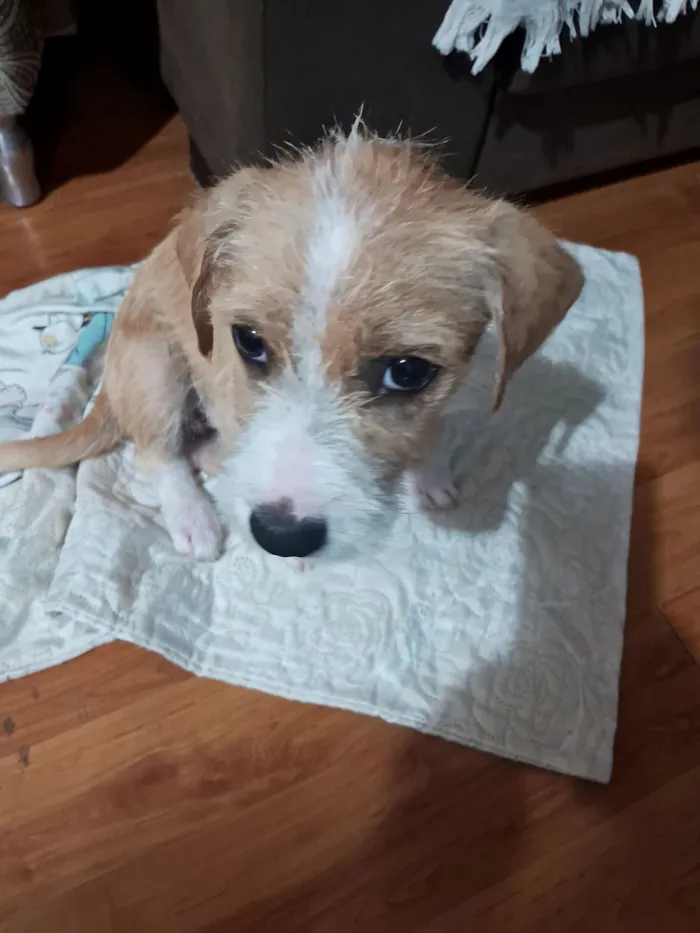 Cachorro raça SRD-ViraLata idade 2 a 6 meses nome Carmela