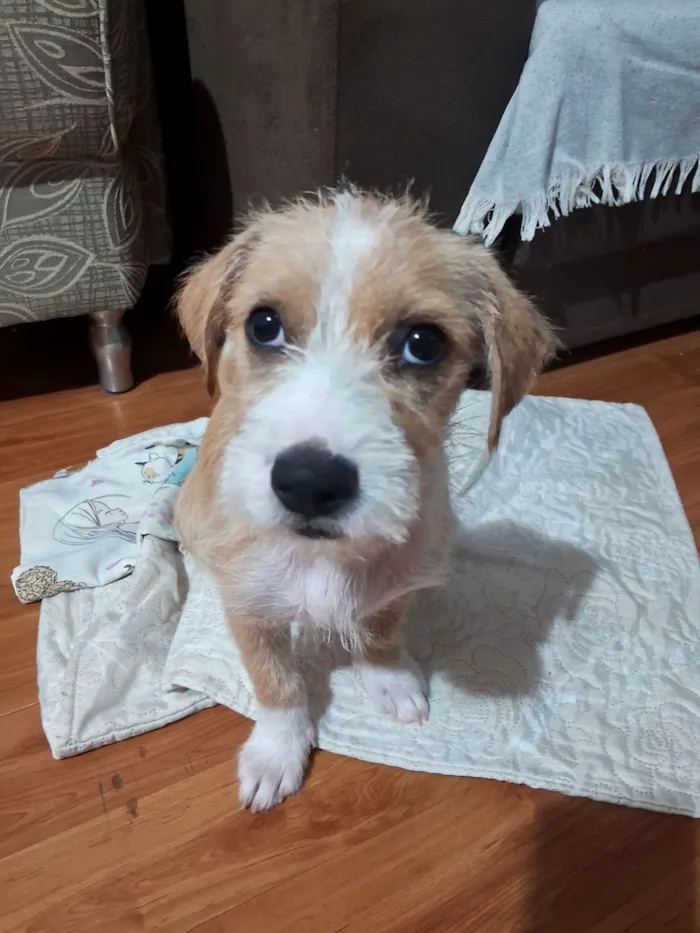 Cachorro raça SRD-ViraLata idade 2 a 6 meses nome Carmela