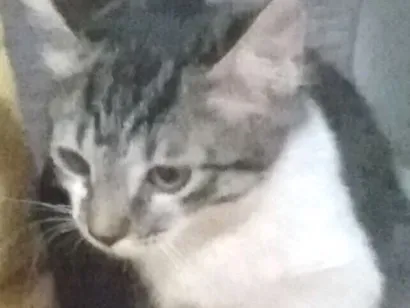 Gato raça SRD-ViraLata idade 2 a 6 meses nome Malha