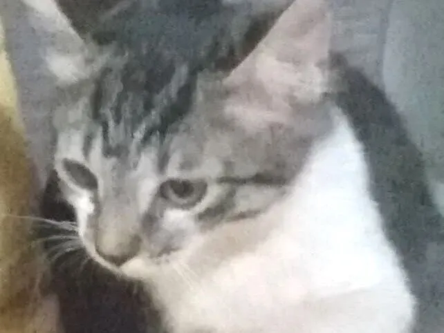 Gato raça SRD-ViraLata idade 2 a 6 meses nome Malha