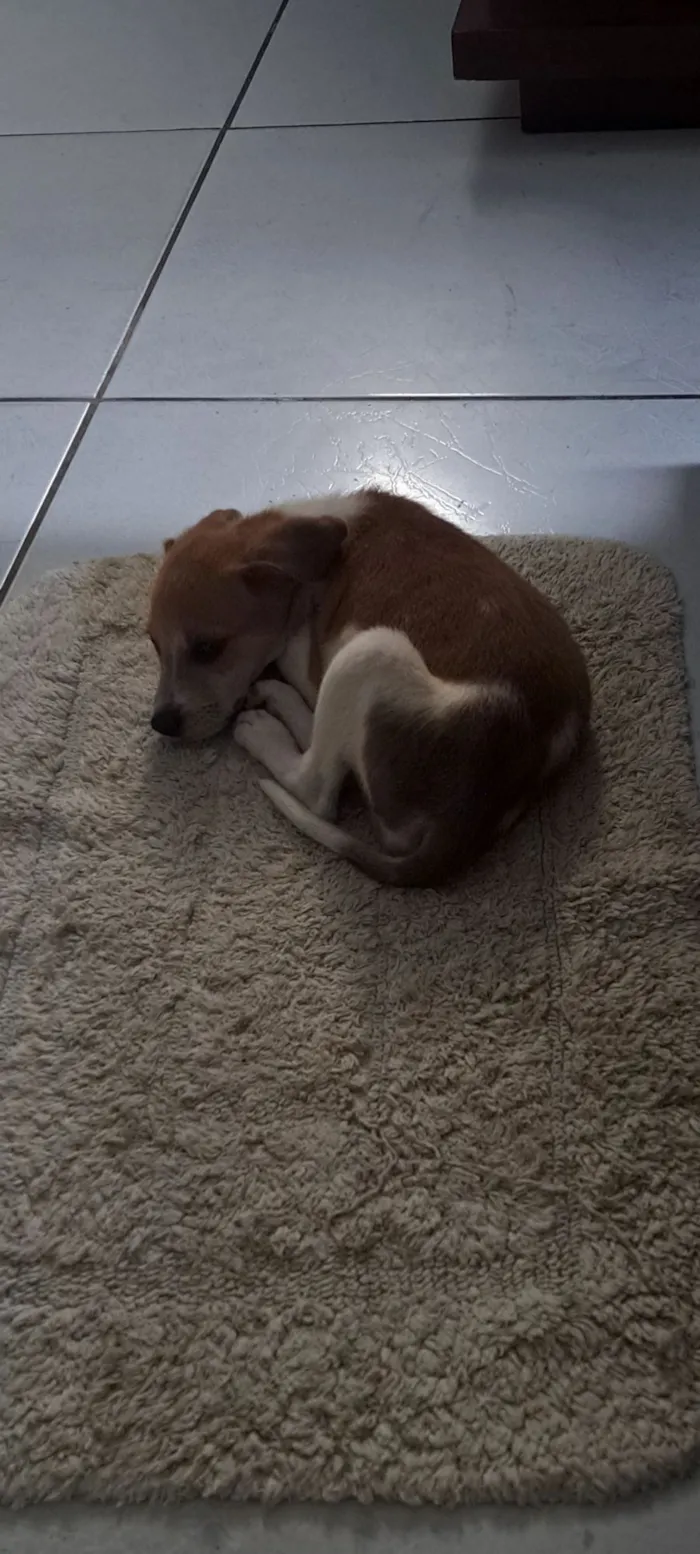 Cachorro raça SRD-ViraLata idade Abaixo de 2 meses nome soneca