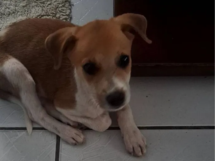 Cachorro raça SRD-ViraLata idade Abaixo de 2 meses nome soneca