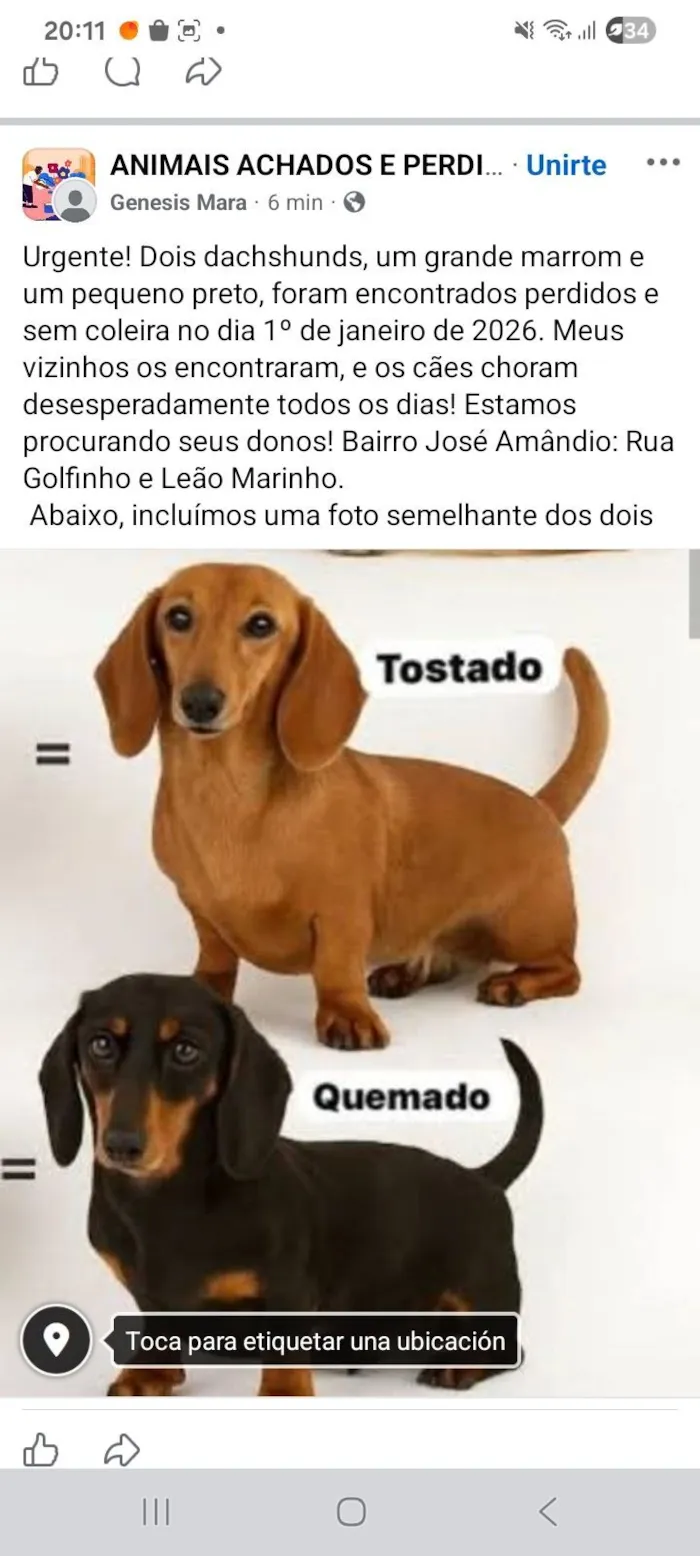 Cachorro raça Basset-Cofap idade 2 anos nome ???