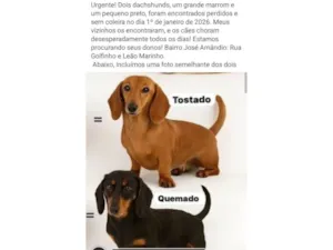 Cachorro raça Basset-Cofap idade 2 anos nome ???