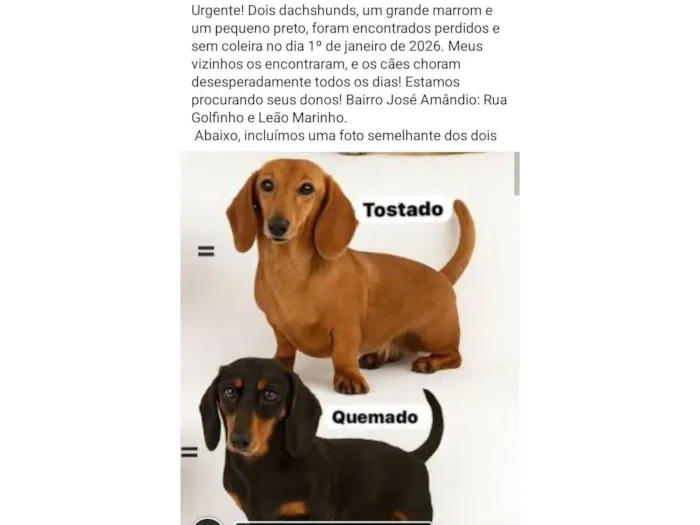 Cachorro raça Basset-Cofap idade 2 anos nome ???