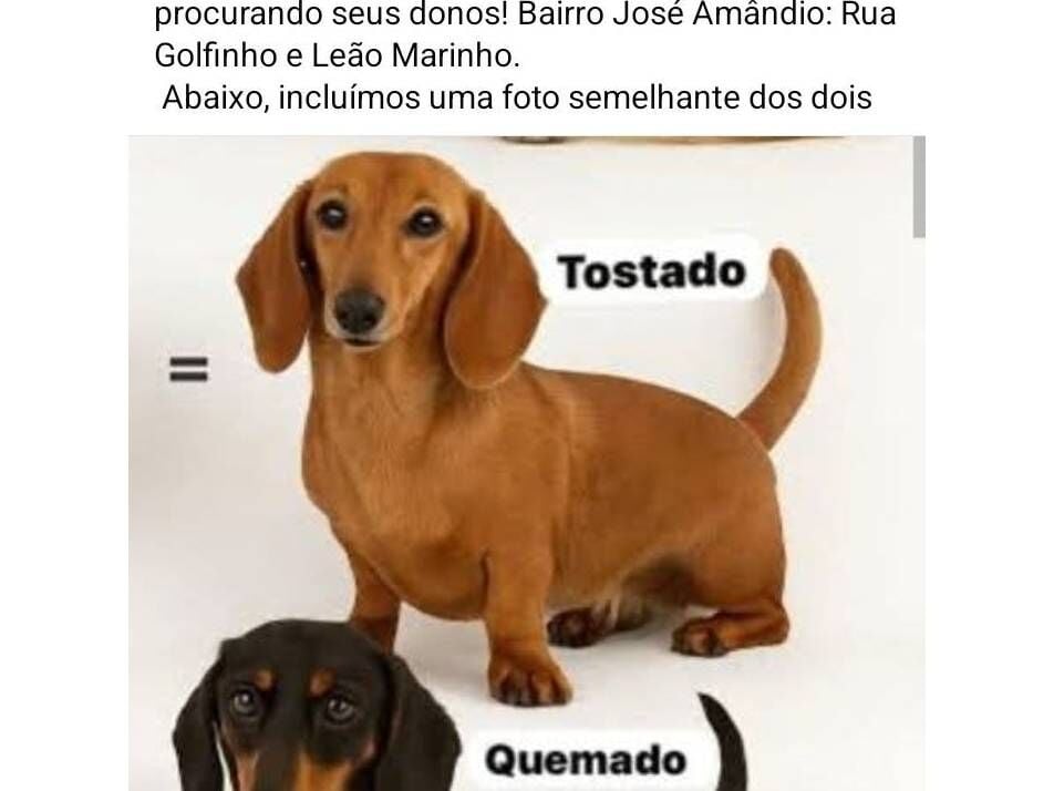 Cachorro raça Basset-Cofap idade 2 anos nome ???