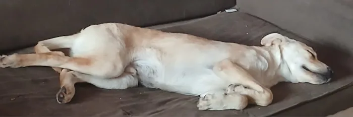 Cachorro raça SRD-ViraLata idade 7 a 11 meses nome Bolt