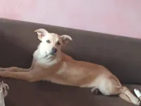 Cachorro raça SRD-ViraLata idade 7 a 11 meses nome Bolt