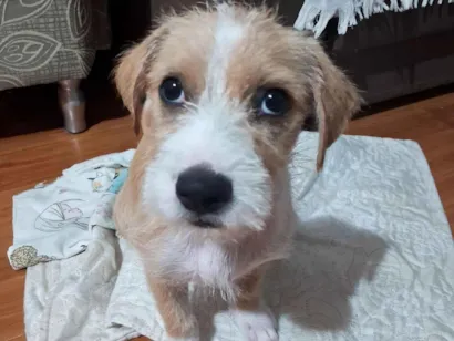 Cachorro raça SRD-ViraLata idade 2 a 6 meses nome Carmela