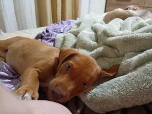 Cachorro raça SRD-ViraLata idade 2 a 6 meses nome Cachorro porte, mãe porte médio 