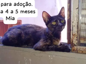 Gato raça SRD-ViraLata idade 2 a 6 meses nome Mia