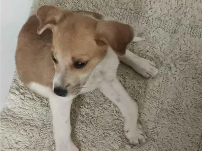 Cachorro raça SRD-ViraLata idade Abaixo de 2 meses nome soneca