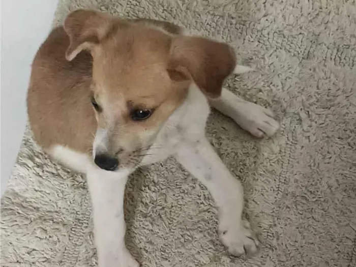 Cachorro raça SRD-ViraLata idade Abaixo de 2 meses nome soneca
