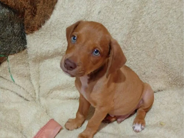Cachorro raça SRD-ViraLata idade 2 a 6 meses nome Filhote macho marrom 