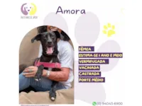 Cachorro raça SRD-ViraLata idade 1 ano nome Amora 