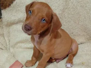 Filhote macho marrom 