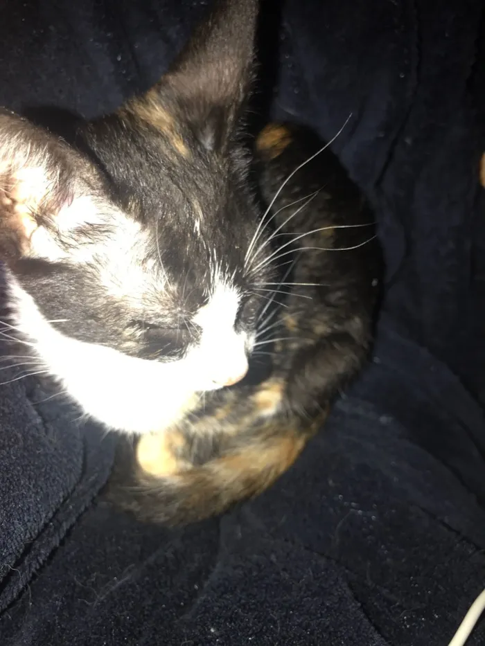 Gato raça SRD-ViraLata idade Abaixo de 2 meses nome Gato encontrado 