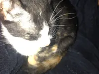 Gato raça SRD-ViraLata idade Abaixo de 2 meses nome Gato encontrado 