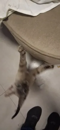 Gato raça SRD-ViraLata idade 7 a 11 meses nome Estelar 