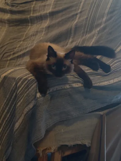 Gato raça SRD-ViraLata idade 2 a 6 meses nome Paçoca