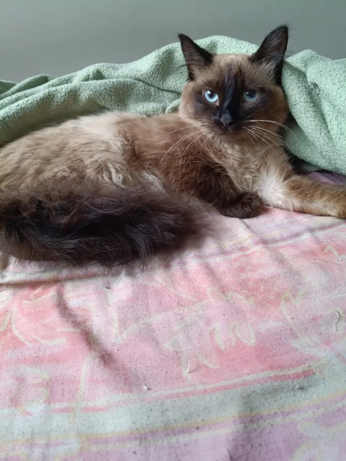 Gato raça SRD-ViraLata idade 2 a 6 meses nome Paçoca