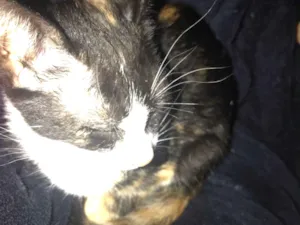 Gato raça SRD-ViraLata idade Abaixo de 2 meses nome Gato encontrado 