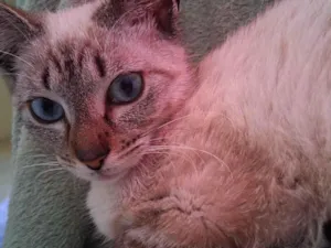 Gato raça SRD-ViraLata idade 7 a 11 meses nome Estelar 