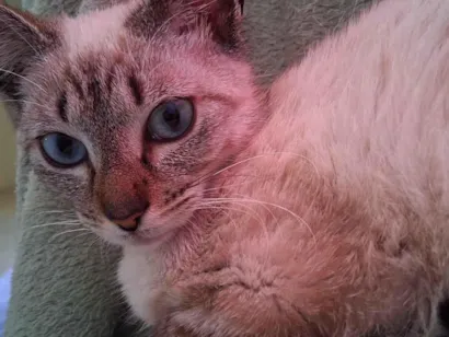 Gato raça SRD-ViraLata idade 7 a 11 meses nome Estelar 