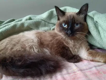 Gato raça SRD-ViraLata idade 2 a 6 meses nome Paçoca