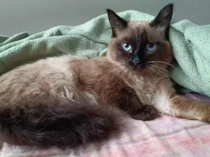 Gato raça SRD-ViraLata idade 2 a 6 meses nome Paçoca 