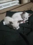 Gato raça Siamês idade 2 a 6 meses nome Casal 