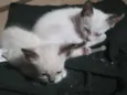 Gato raça Siamês idade 2 a 6 meses nome Casal 