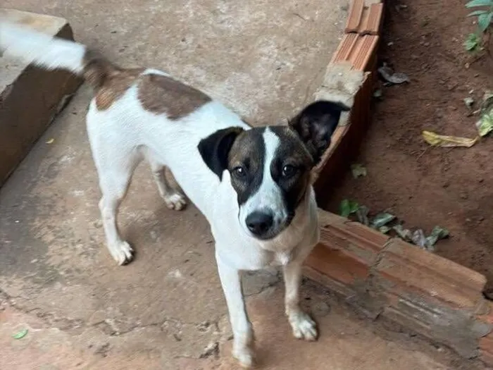 Cachorro raça SRD-ViraLata idade 7 a 11 meses nome Maria Joaquina 