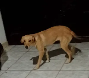 Cachorro raça Labrador idade 1 ano nome Pipoca 