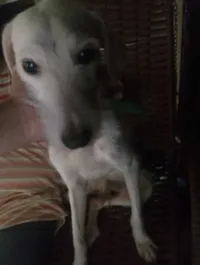 Cachorro raça SRD-ViraLata idade 5 anos nome Marlon