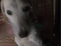 Cachorro raça SRD-ViraLata idade 5 anos nome Marlon