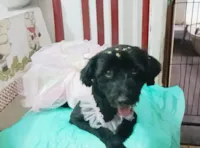 Cachorro raça SRD-ViraLata idade 1 ano nome Morgana 