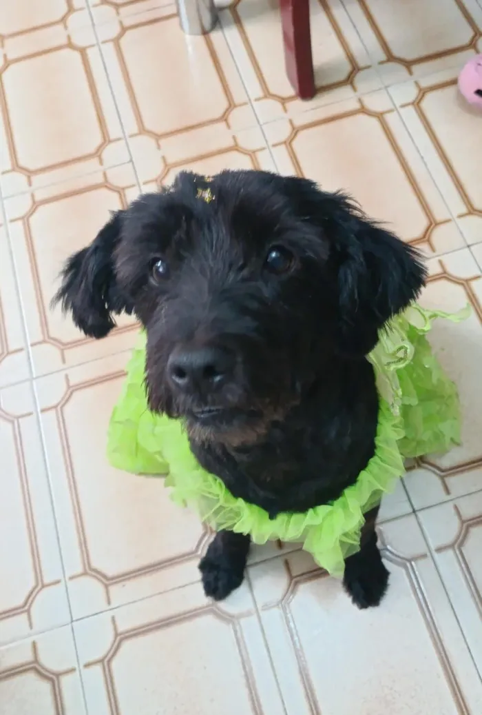 Cachorro raça SRD-ViraLata idade 1 ano nome Morgana 