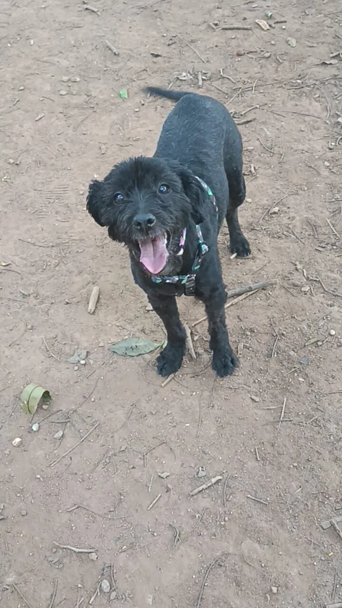 Cachorro raça SRD-ViraLata idade 1 ano nome Morgana 